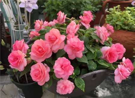 这花一开300天五颜六色美翻了买回家的重瓣凤仙这么养开花更多