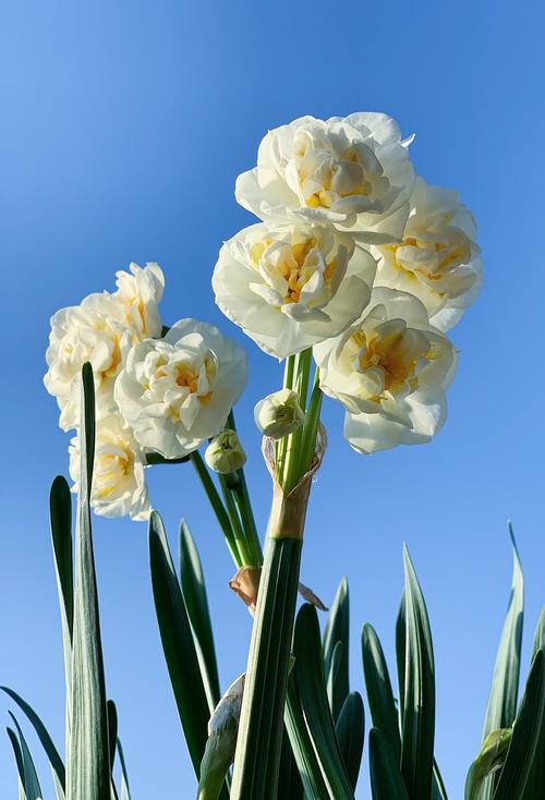 洋水仙—新娘皇冠,洋水仙里很少见的浓香品种,多头重瓣,初开时候感觉