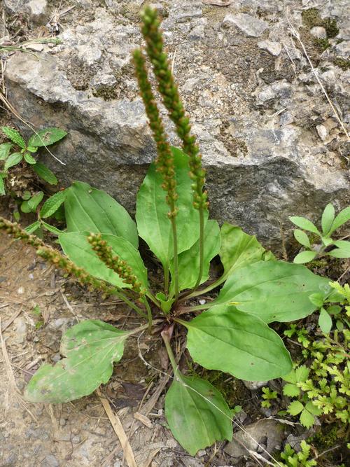家乡中草药