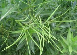 水甘草属