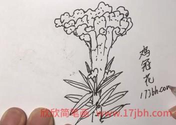 鸡冠花简笔画教程 鸡冠花怎么画好看