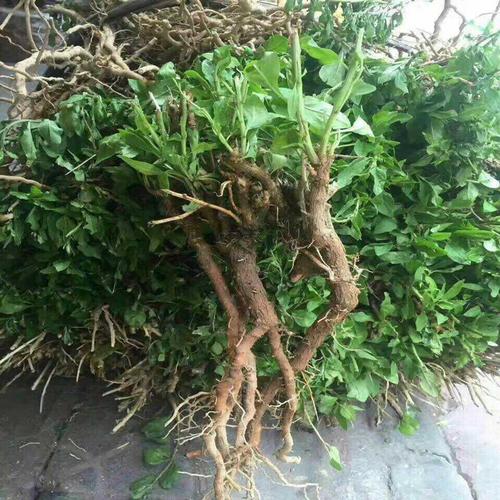 野生新鲜枸杞叶苗干枸杞头枸杞苗食用枸杞菜叶苗枸杞盆栽盆景现挖