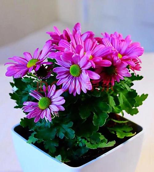 四季开花的5种菊花品种简介