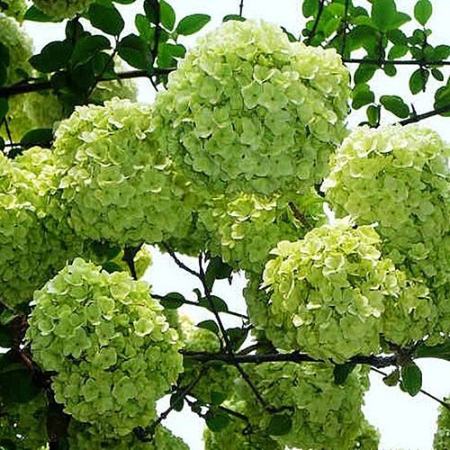 【木绣球】高度15厘米绣球花价格_图片_行情_报价