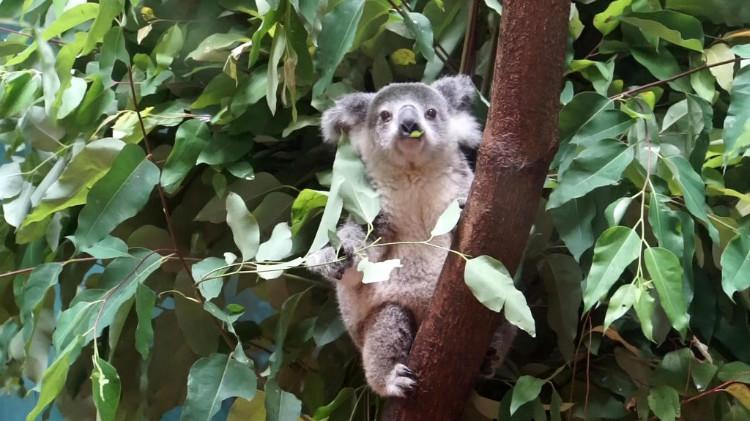 动物园里的考拉