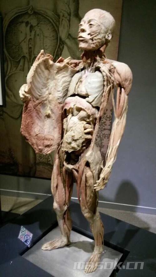 人体塑化标本 - 旅游版 马鞍山ok论坛