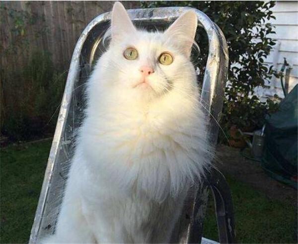 安哥拉猫多少钱一只 土耳其安卡拉猫与土猫区别