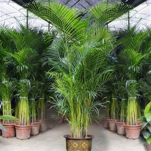 客厅大型植物散尾葵室内绿植大盆栽袖珍椰子苗凤尾竹净化空气批发