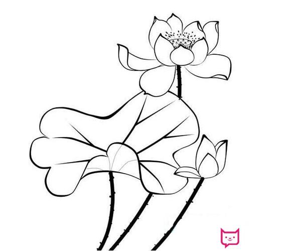 漂亮的荷花简笔画图片,荷花怎么画