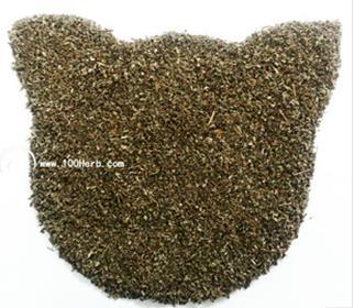 在淮南什么季节种植猫薄荷 淮南哪里有猫薄荷种子/百草香