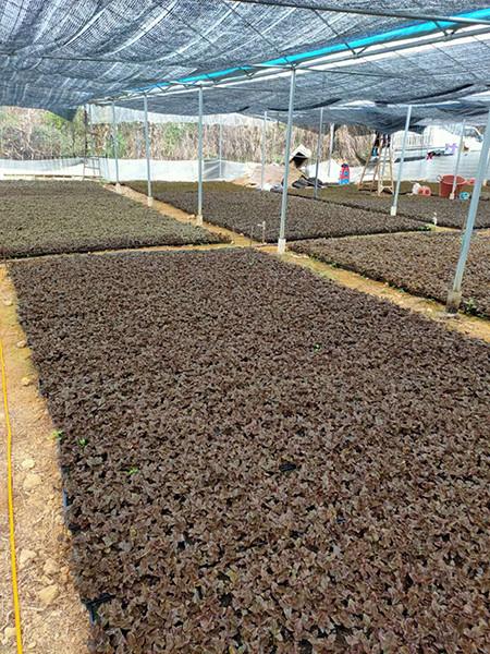 金线莲很难长大金线莲多久长大