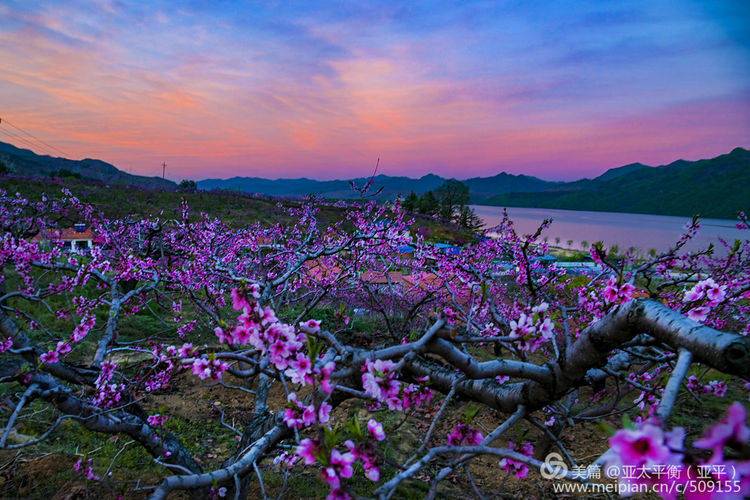 桃花林被突然出现的彩霞映照得通红,捕捉这些瞬间,分享给吧粉们_器材