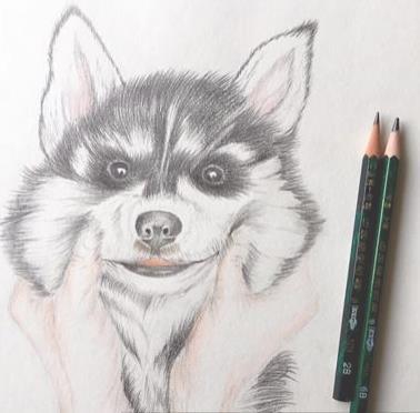 儿童画 铅笔画 哈士奇彩铅绘画步骤教程