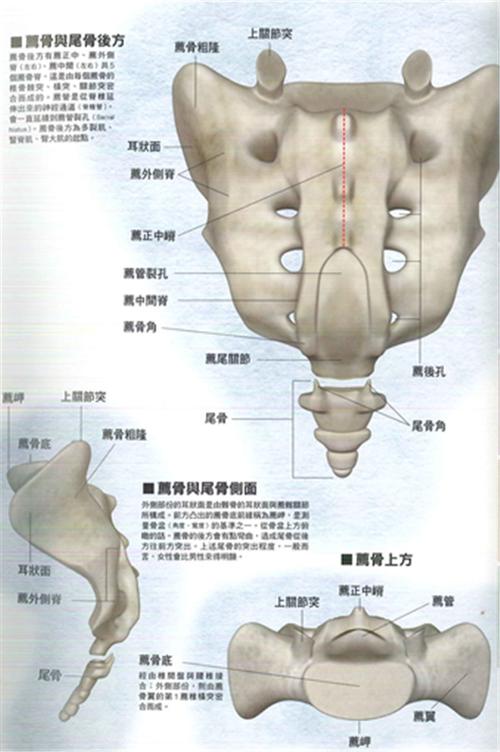 background-color: rgb(255, 255, 255);">尾骨骨折还能推apex-p