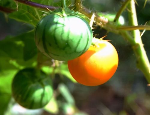 野颠茄(野颠茄-一种像小西瓜的茄子)