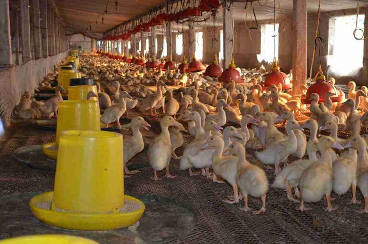 养鸭场除臭专用的除臭液哪个牌子正规