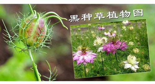 黑种草子的功效与作用_黑种草子的价格多少钱一斤