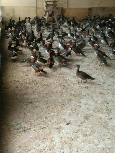 【唐山鸳鸯种苗】培育基地