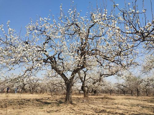 一树梨花压海棠
