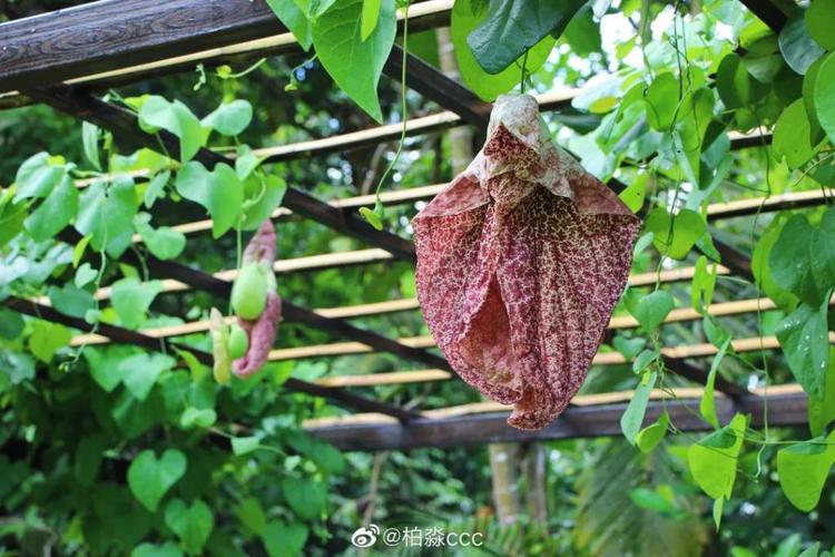 药里有马尿……啊不马兜铃