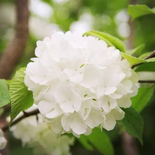 春天来扬州看琼花的三条经典线路!