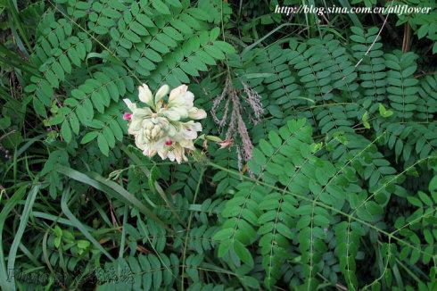 【豆科】 喙荚云实 caesalpinia minax 南蛇簕