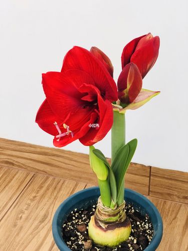朱顶红刚好二月开花_圣诞节去哪玩_家居家装_家居装饰