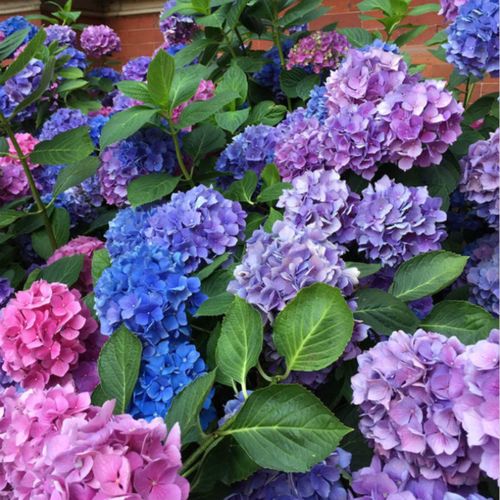 北京花园园艺 无尽夏易变品种 八仙花庭院阳台植物 带