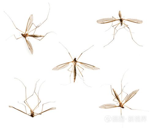 蚊子在白色的集合