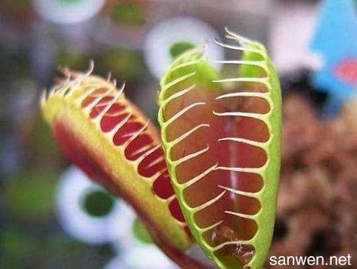 食虫草怎么养