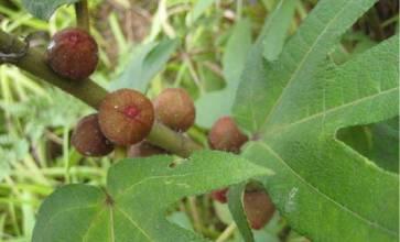 五指毛桃的功效与作用