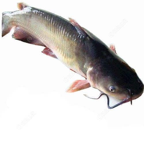 鮰鱼怎么钓,用什么饵料