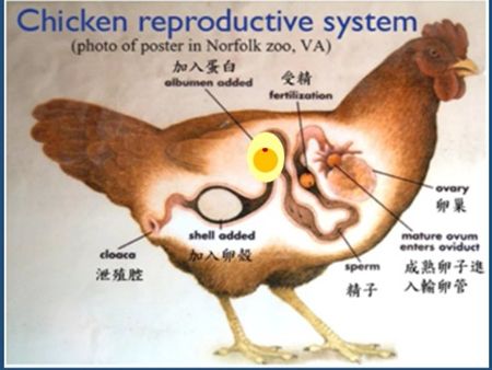它将整个孵化过程分成三期,从鸡输卵管膨大部后段获得单细胞受精卵,将