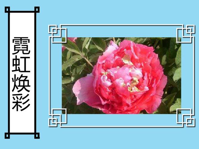 霓虹焕彩