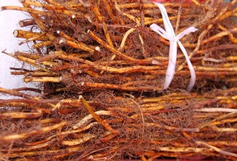 北豆根-药理作用,主治功能,图片图鉴等百科信息