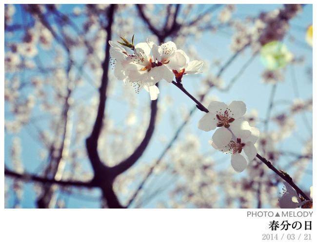 春分の日_风景_poco摄影,春分,风景,花,梨花