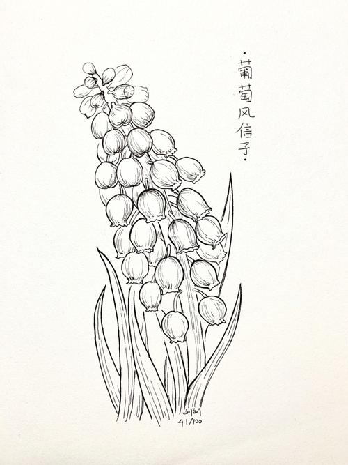 41/100|线稿|葡萄风信子_装饰画_秘密花园_文化_绘画
