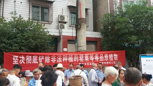 坚决彻底铲除非法种植的罂粟等毒品原植物