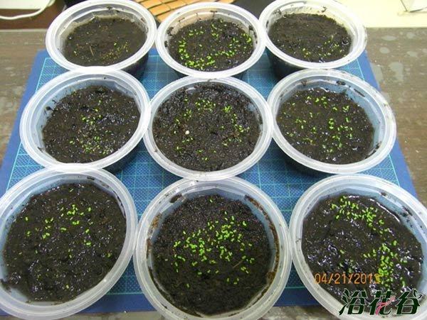 大岩桐种子怎么播种