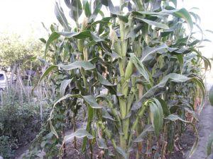 玉米的基因是多穗的