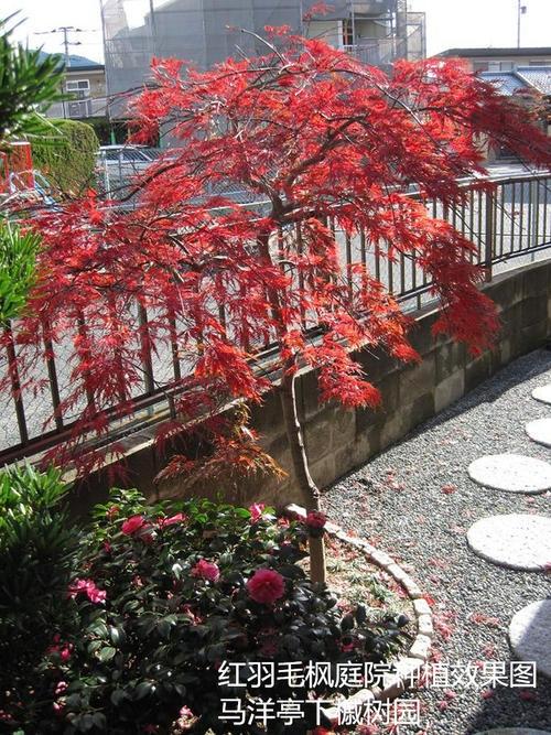 热卖羽毛枫 朱红枝垂 红羽毛枫 日本枫树红枫日式庭院树推荐