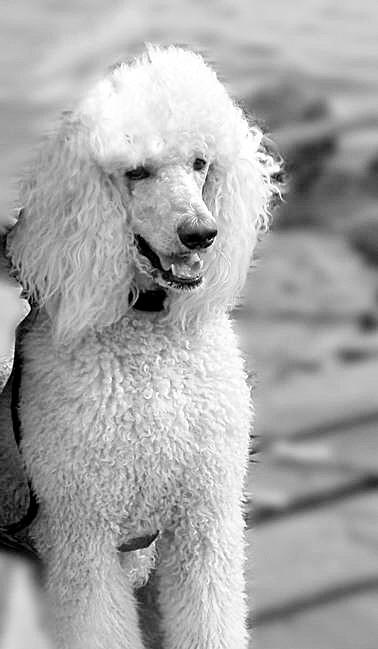 "巨贵"50万跌到一千没人要