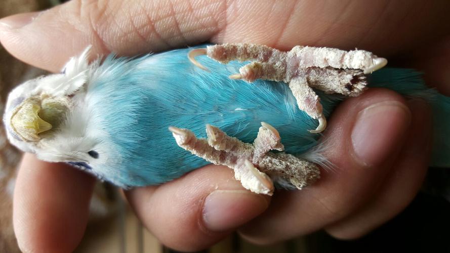 皮皮吃进去也没事,不是什么大病,不传染人,是体外寄生虫,多拿出去晒晒