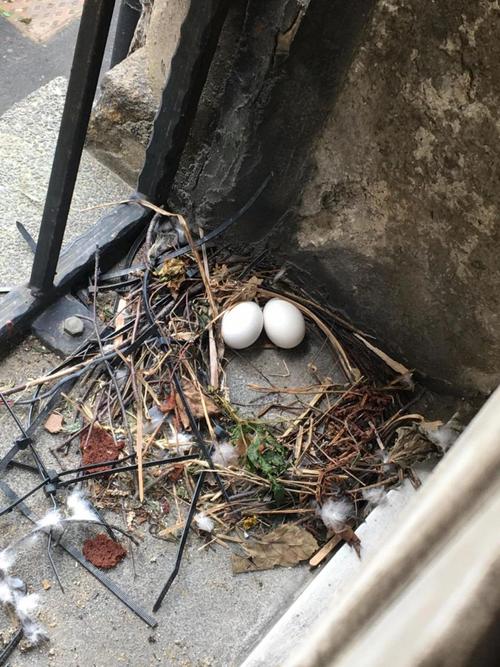 鸽子搭窝能有多懒?