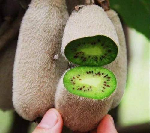 华特猕猴桃好吃吗批发多少钱一斤种苗要多少钱一颗