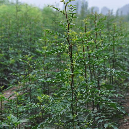 四川大红袍秦安大花汉源九叶青花椒树苗