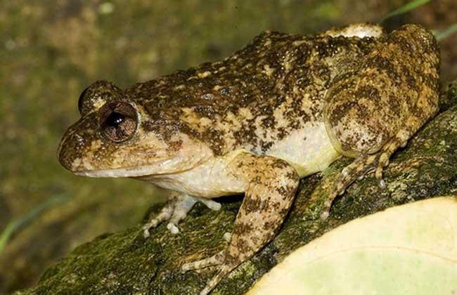 湖北侧褶蛙三个物种,属于两栖纲蛙科侧褶蛙属,中国广泛分布的特有物种