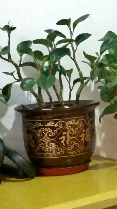 我的豆瓣绿是不是剪的太狠了