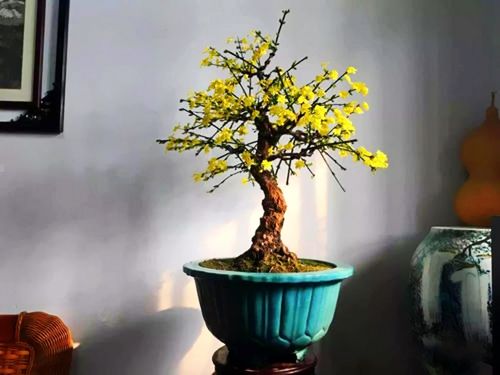 盆景虎蹄花卉年宵盆栽迎春花小叶南雀重迎春金雀花卉