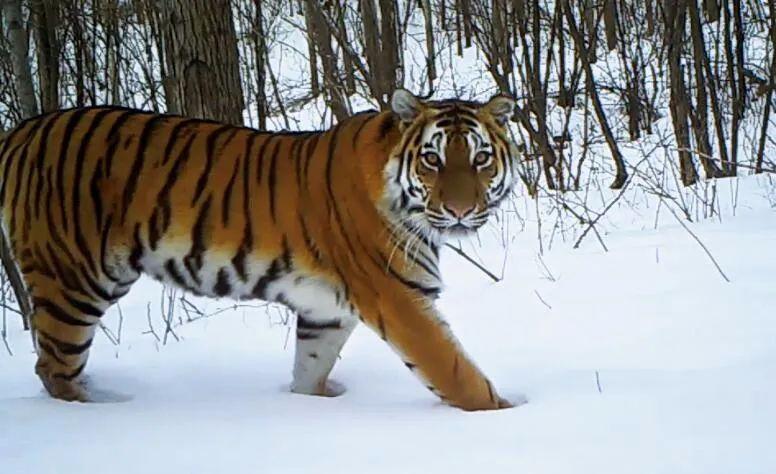 秘境之眼丨一组治愈人心的照片记录下动物们转瞬即逝的美丽
